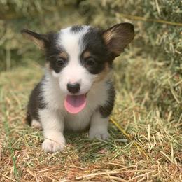 Pembroke Welsh Corgi Puppies from Nunas Corgis