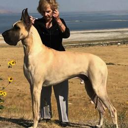 Great Danes from Mo'Danes