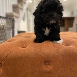 Havanese and Havapoo Puppies from Ladypawspuppies