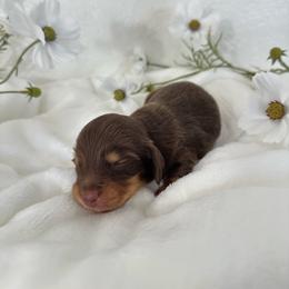 Dawsey - Chocolate and cream male Dachshund puppy in San Diego, California from Enchanted little dachshunds
