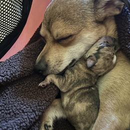 Chihuahua Puppies from Nine Mile Farms