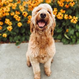 Goldendoodles from Penny B Golden doodles