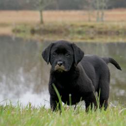 Labrador Retrievers from Kristen
