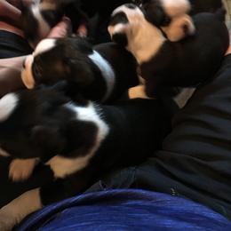 Boston Terrier Puppies from Bill's Boston Babies