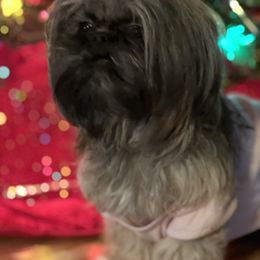 Miniature Schnauzer and Shih Tzu All Grown Up from Beards of Glory