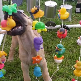 Great Dane Puppies from DaneDreams