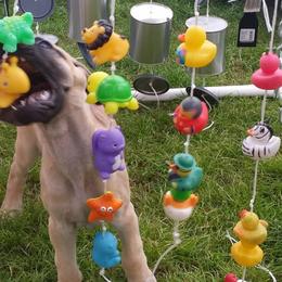 Great Dane Puppies from DaneDreams