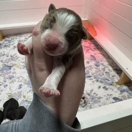 Folsom - Red tri-color male Australian Shepherd puppy in Massachusetts from Knauer Australian Shepherds