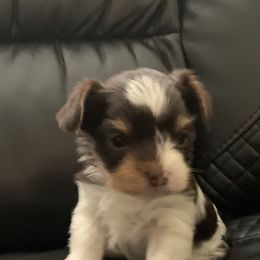 Yorkshire Terrier Puppies from Chocolate and Parti Yorkies in Florida