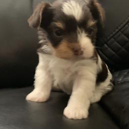Yorkshire Terrier Puppies from Chocolate and Parti Yorkies in Florida