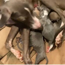 Italian Greyhound puppies from Amayz Italian Greyhounds