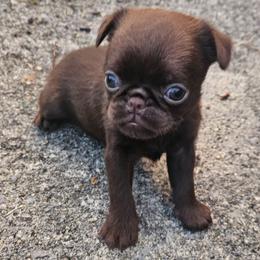 Dark Chocolate girl - Brown female Brussels Griffon puppy in Huntsville, Alabama from Tammy's Brussels
