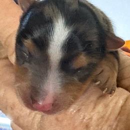 Stripe - Parti female Yorkshire Terrier puppy in Phoenix, Arizona from Coursey’s Yorkies