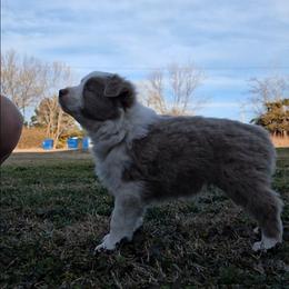 Toasty - Lilac female Border Collie puppy in Ripley, Oklahoma from Adventure5 Border Collies