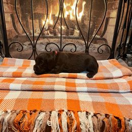 Maroon Collar - Brown male Boykin Spaniel puppy in Hurtsboro, Alabama from PARK’s Family Farm