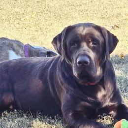 Moose - Labrador Retriever
