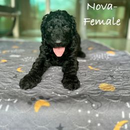Goldendoodle Puppies from Wizard Doodles