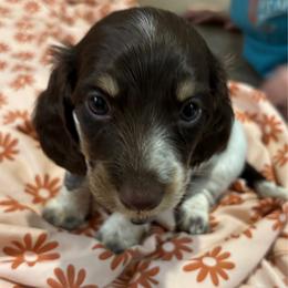 Smores - Piebald female Dachshund puppy in Bradenton, Florida from Leah’s Suncoast Doxies