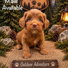 Diesel - Red male Australian Labradoodle puppy in Eastover, North Carolina from Joyful Hearts Australian Labradoodles