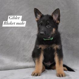Giblet - Black and red male German Shepherd puppy in New Cambria, Missouri from Des Hausraben Shepherds