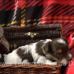 Biewer Terrier Puppies from Biewer Terriers of Florida Dawn