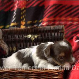 Biewer Terrier Puppies from Biewer Terriers of Florida Dawn