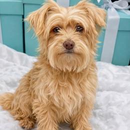 Connie - Yorkshire Terrier