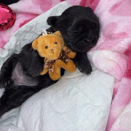 Girl 2 - Black female Shih Tzu puppy in Albany, New York from Precious Peekapoo’s and Luxurious Shih Tzu’s
