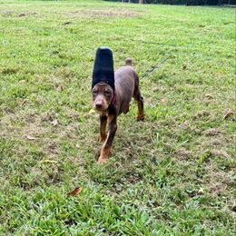 Pink Collar Female - Red and rust female Doberman Pinscher puppy in Medina, Tennessee from Valorosa Doberman Kennel
