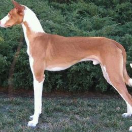Ibizan Hound All Grown Up from Pamela Mutchek's Ibizan Hounds