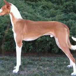 Ibizan Hound All Grown Up from Pamela Mutchek's Ibizan Hounds