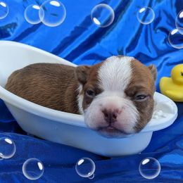 Boy 1 - Red male Boston Terrier puppy in Perry, Oklahoma from Sitsler Bostons