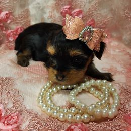 Yorkshire Terrier Puppies from Hetzel’s Enchanted Yorkies (Michigan)