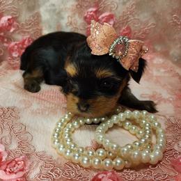 Yorkshire Terrier Puppies from Hetzel’s Enchanted Yorkies (Michigan)