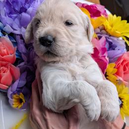 Puppy 1 - Light golden male Golden Retriever puppy in San Tan Valley, Arizona from Top Gun Golden Retrievers