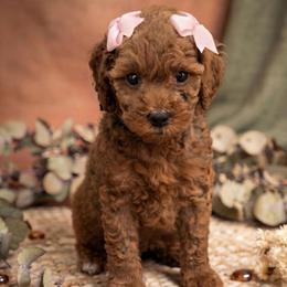 Honeybun - Red  female Goldendoodle puppy in Miami, Florida from Haus of Pawz