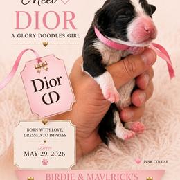 Dior - Sable female Bernedoodle puppy in Rockwall, Texas from Glory Doodles