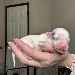 Archer - Tan and white male Yorkshire Terrier puppy in Cleveland, Tennessee from Simply Southern Yorkies