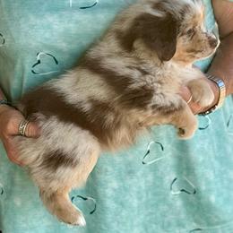 Miniature American Shepherd Puppies from Karen Ross's Miniature American Shepherds