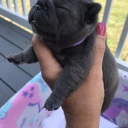 French Bulldog Puppies from Crooked C Ranch
