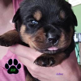 Lilac - Black and mahogany female Rottweiler puppy in Tangent, Oregon from Raya's Royals
