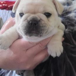 French Bulldog Puppies from BigStar French Bulldogs