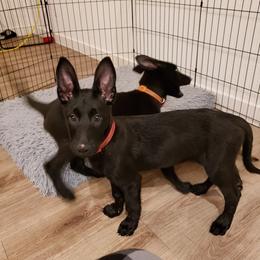 Red Collar - Black male Belgian Malinois puppy in Mesa, Arizona from Sun Valley Malinois