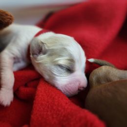 Labradoodle Puppies from Tyson's Farm Doodles