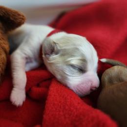 Labradoodle Puppies from Tyson's Farm Doodles