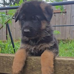 Knox - Black and red male German Shepherd puppy in Veneta, Oregon from H German Shepherds