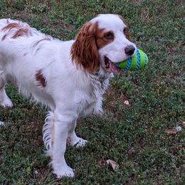 English Springer Spaniel All Grown Up from Wyoming Springer Spaniels