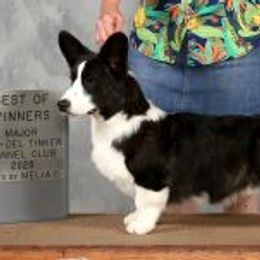 Fender - Cardigan Welsh Corgi