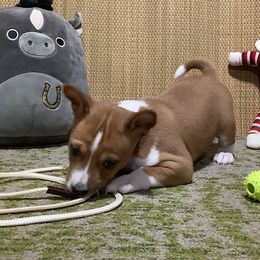 Krypto - Red and white male Basenji puppy in New Albany, Indiana from My African Gems