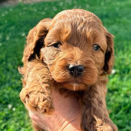 Squirt - Red male Cockapoo puppy in Denver, Pennsylvania from Greenview Puppies